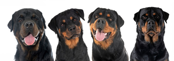 head of rottweilers