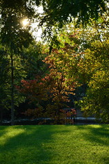 Fototapeta na wymiar Baum mit Sonne im Park, Gegenlicht