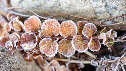 macro photography, close-up photography of a plant