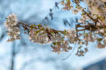 white cherry blossoms in spring