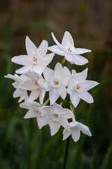 Closeup vertical view of cluster of white flowers of narcissus papyraceus aka paperwhite blooming outdoors in winter garden