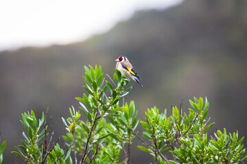 Vibrant European Goldfinch Perched in Natural Splendor, Australia