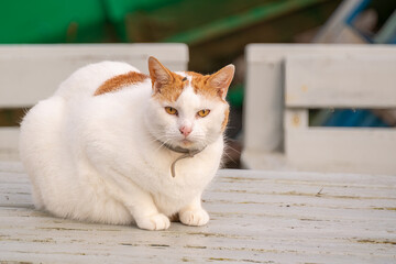 schöne weiß braune Hauskatze in der Hafenstadt St. Ives