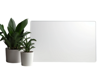 plant isolated with blackboard
