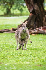 A Kangaroo Joey Playing With Mother in the Australian Grasslands, Tower Hill Wildlife Reserve, Australia