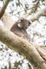 Slumbering Koala Cradled in Eucalyptus Embrace, Tower Hill Wildlife Reserve, Australia