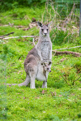 Gentle Embrace in the Australian Bush: Kangaroo Mother and Joey, Tower Hill Wildlife Reserve, Australia