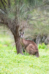 Curious Kangaroo Amidst the Lush Australian Greenery, Tower Hill Wildlife Reserve