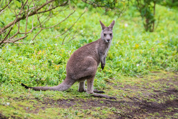 Grazing Kangaroos in the Verdant Australian Meadows, Tower Hill Wildlife Reserve, Australia