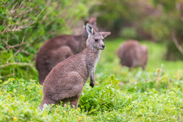 Grazing Kangaroos in the Verdant Australian Meadows, Tower Hill Wildlife Reserve, Australia