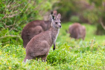 Grazing Kangaroos in the Verdant Australian Meadows, Tower Hill Wildlife Reserve, Australia