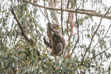 Serene Koala’s Morning in the Eucalyptus Sanctuary, Tower Hill Wildlife Reserve, Australia