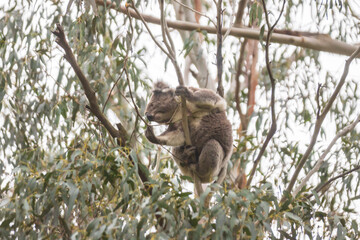 Serene Koala’s Morning in the Eucalyptus Sanctuary, Tower Hill Wildlife Reserve, Australia