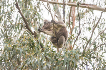 Serene Koala’s Morning in the Eucalyptus Sanctuary, Tower Hill Wildlife Reserve, Australia