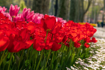 Spring blossom concept photo. Tulips and daisies.