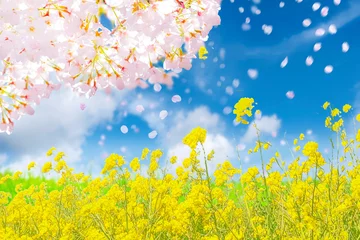 Zelfklevend Fotobehang 桜と菜の花 © Nii Koo Nyan