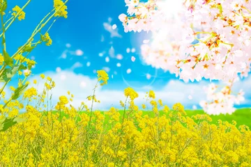 Poster 桜と菜の花 © Nii Koo Nyan