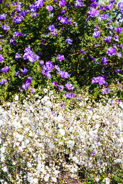 Purple and White: Vibrant Symphony of Blooms in Sunlit Garden