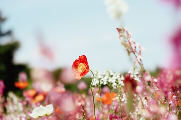 フィルム写真風のポピーの花
