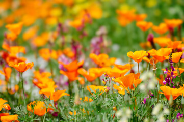 カリフォルニアポピーの花畑