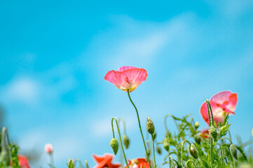 Naklejka premium 青空とピンクのポピー