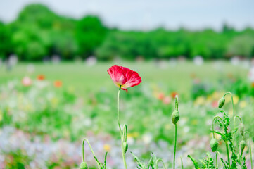 赤いポピーの花