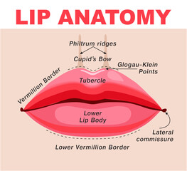 Anatomy of lips with detailed labeled parts description. Lips infographic. Educational facial mouth structure scheme. Vector illustration flat design concept. Example diagram for medicine study