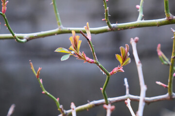 バラの芽