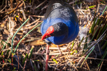 A Serene Moment with the Colorful Australasian Swamphen