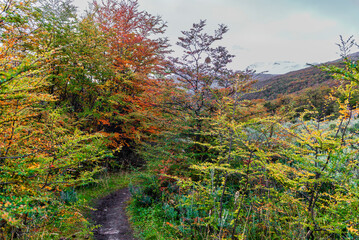Tierra del Fuego National Park, Patagonia, Argentina