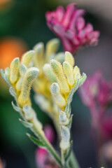 Anigozanthos, family Haemodoraceae, Mallorca, Spain