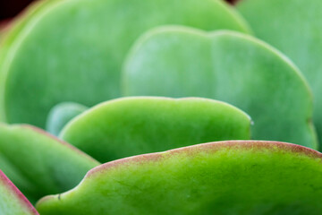 Flapjacks, Kalanchoe spp., thyrsiflora , Mallorca, Spain