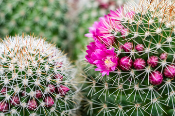 flowering cactus, balearic islands, .Mallorca, Spain