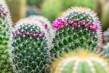 flowering cactus, balearic islands, .Mallorca, Spain