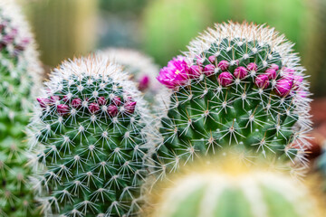 flowering cactus, balearic islands, .Mallorca, Spain