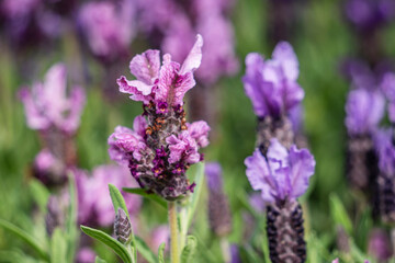 Lavandula stoechas, family of Lamiaceae, Mallorca, Spain