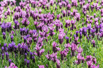 Lavandula stoechas, family of Lamiaceae, Mallorca, Spain