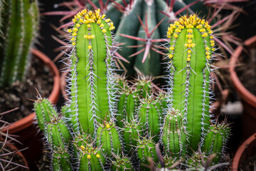 flowering cactus, balearic islands, .Mallorca, Spain
