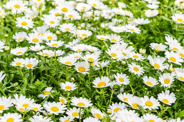 flowering daisy (Bellis perennis), Asteraceae family, Mallorca, Spain