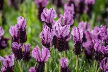 Lavandula stoechas, family of Lamiaceae, Mallorca, Spain