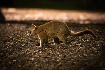 Urban Explorer: A Melbourne Possum’s Nighttime Adventure