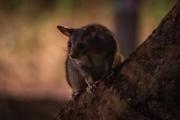 Urban Explorer: A Melbourne Possum’s Nighttime Adventure