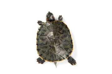 Red eared slider isolated on white background.