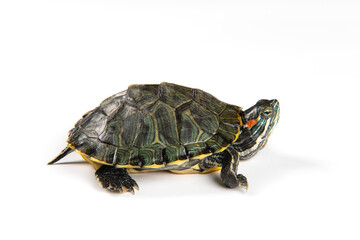 Red eared slider isolated on white background.