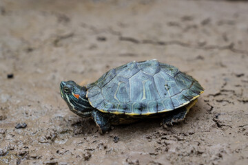 Red eared slider crawling on the ground
