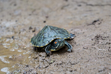 Red eared slider crawling on the ground