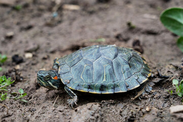 Red eared slider crawling on the ground