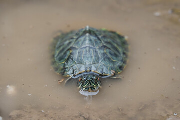 Red eared slider in the water.