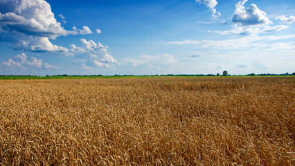 Ripe, golden wheat stands tall against the cloudy sky.