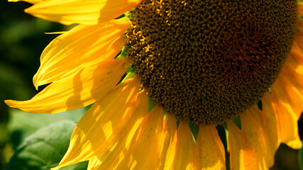 The image showcases the detailed textures within a bright yellow sunflower’s core.